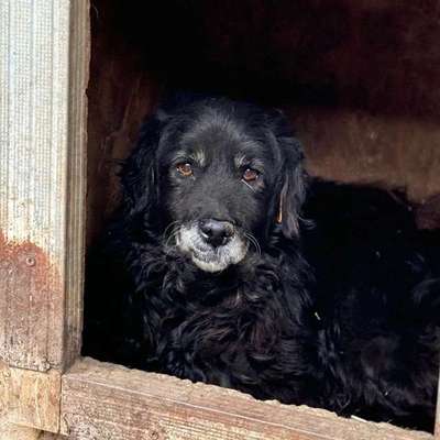 Tierschutzhunde suchen ein Zuhause-Beitrag-Bild
