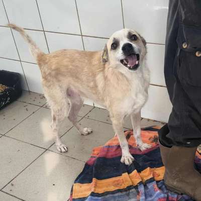 Tierschutzhunde suchen ein Zuhause-Beitrag-Bild