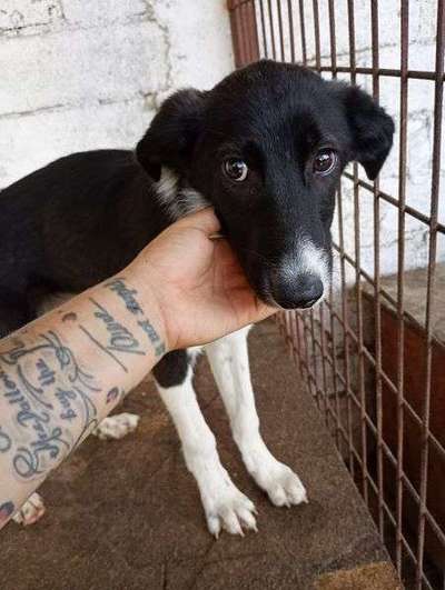 Tierschutzhunde suchen ein Zuhause-Beitrag-Bild