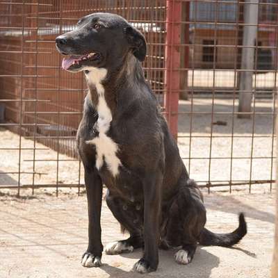 Tierschutzhunde suchen ein Zuhause-Beitrag-Bild