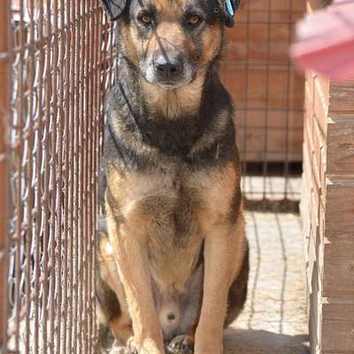 Tierschutzhunde suchen ein Zuhause-Beitrag-Bild