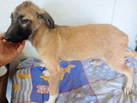 Tierschutzhunde suchen ein Zuhause-Beitrag-Bild