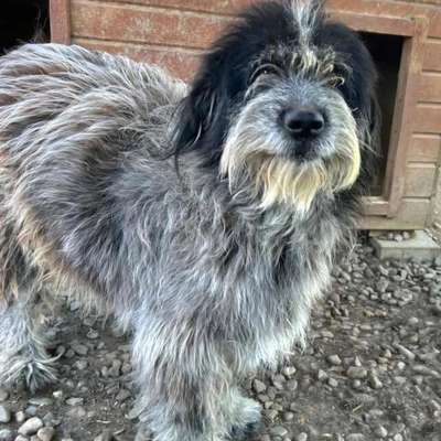 Tierschutzhunde suchen ein Zuhause-Beitrag-Bild