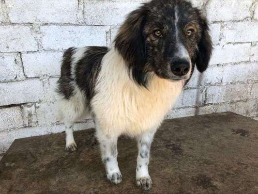 Tierschutzhunde suchen ein Zuhause-Beitrag-Bild