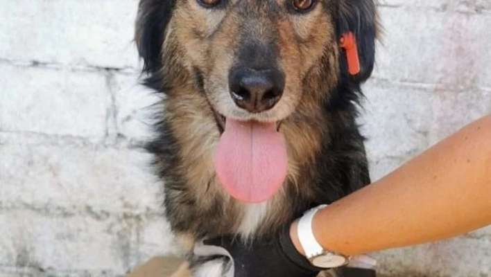 Tierschutzhunde suchen ein Zuhause-Beitrag-Bild