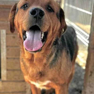 Tierschutzhunde suchen ein Zuhause-Beitrag-Bild