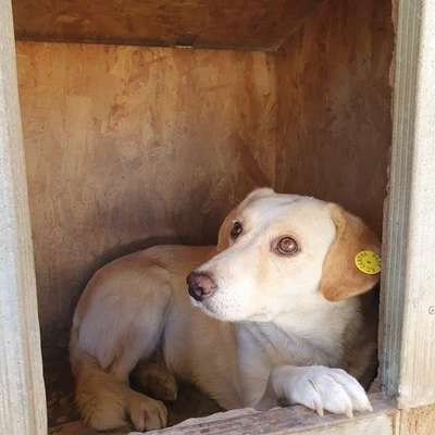 Tierschutzhunde suchen ein Zuhause-Beitrag-Bild