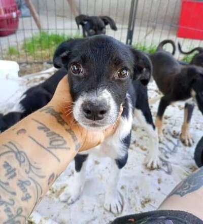 Tierschutzhunde suchen ein Zuhause-Beitrag-Bild