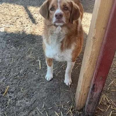 Tierschutzhunde suchen ein Zuhause-Beitrag-Bild