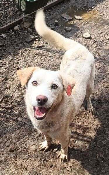 Tierschutzhunde suchen ein Zuhause-Beitrag-Bild