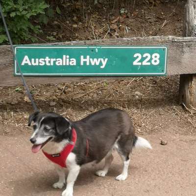 Unsere Fellnasen-Vielfalt im Überblick!-Beitrag-Bild