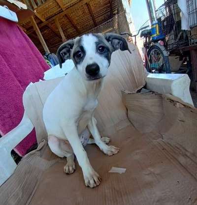 Tierschutzhunde suchen ein Zuhause-Beitrag-Bild