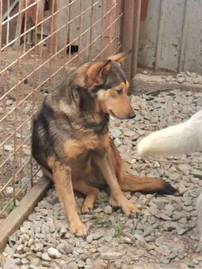 Tierschutzhunde suchen ein Zuhause-Beitrag-Bild