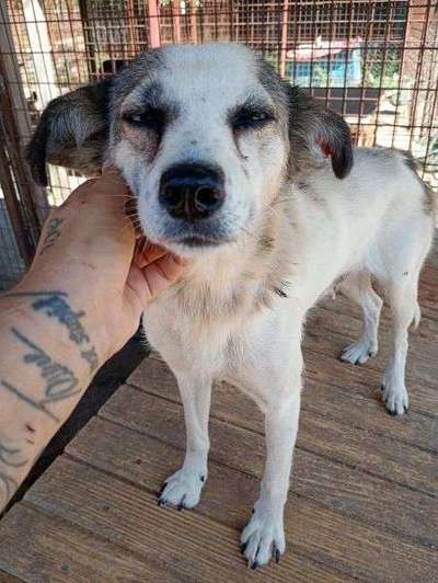 Tierschutzhunde suchen ein Zuhause-Beitrag-Bild