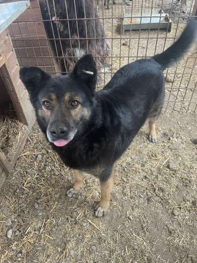 Tierschutzhunde suchen ein Zuhause-Beitrag-Bild