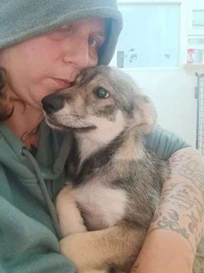 Tierschutzhunde suchen ein Zuhause-Beitrag-Bild