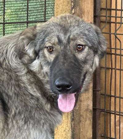 Tierschutzhunde suchen ein Zuhause-Beitrag-Bild