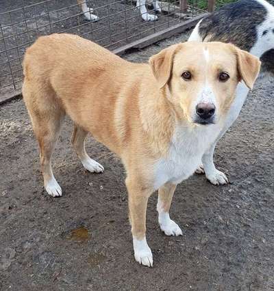 Tierschutzhunde suchen ein Zuhause-Beitrag-Bild