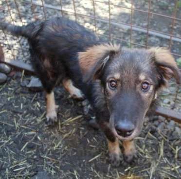 Tierschutzhunde suchen ein Zuhause-Beitrag-Bild