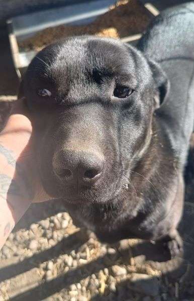 Tierschutzhunde suchen ein Zuhause-Beitrag-Bild