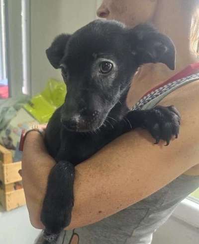 Tierschutzhunde suchen ein Zuhause-Beitrag-Bild