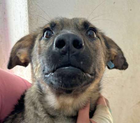 Tierschutzhunde suchen ein Zuhause-Beitrag-Bild