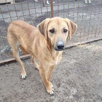 Tierschutzhunde suchen ein Zuhause-Beitrag-Bild