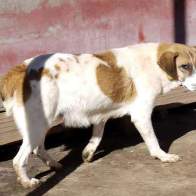 Tierschutzhunde suchen ein Zuhause-Beitrag-Bild