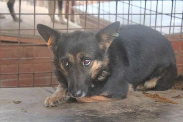 Tierschutzhunde suchen ein Zuhause-Beitrag-Bild