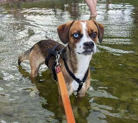 Tierschutzhunde suchen ein Zuhause-Beitrag-Bild