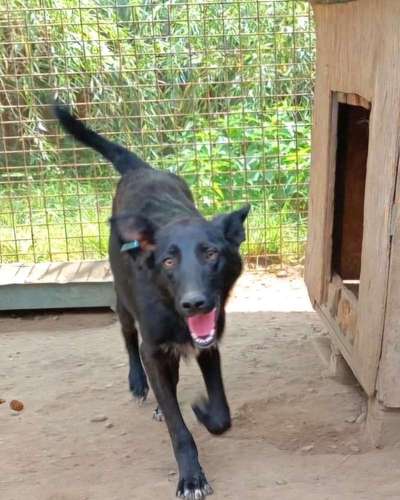 Tierschutzhunde suchen ein Zuhause-Beitrag-Bild