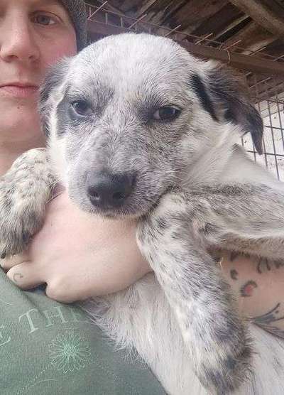 Tierschutzhunde suchen ein Zuhause-Beitrag-Bild