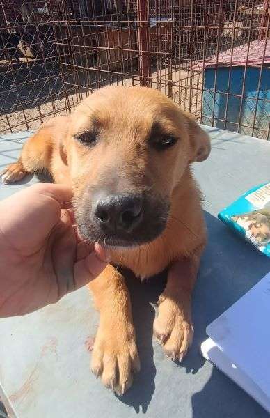 Tierschutzhunde suchen ein Zuhause-Beitrag-Bild