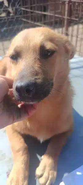 Tierschutzhunde suchen ein Zuhause-Beitrag-Bild