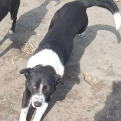 Tierschutzhunde suchen ein Zuhause-Beitrag-Bild