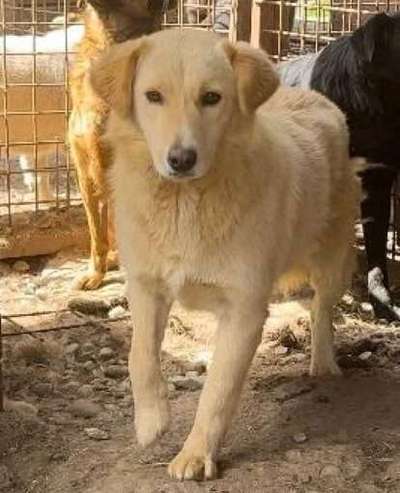 Tierschutzhunde suchen ein Zuhause-Beitrag-Bild