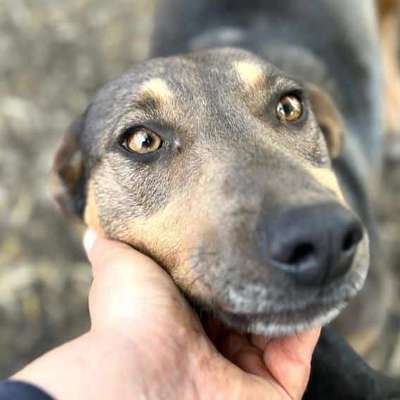 Tierschutzhunde suchen ein Zuhause-Beitrag-Bild