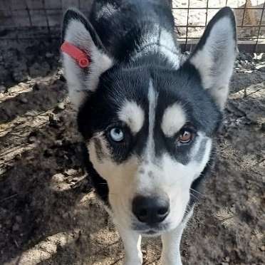 Tierschutzhunde suchen ein Zuhause-Beitrag-Bild