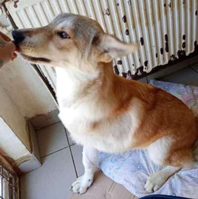 Tierschutzhunde suchen ein Zuhause-Beitrag-Bild