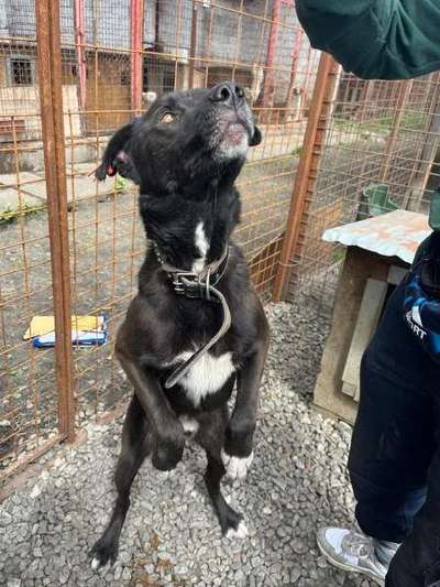 Tierschutzhunde suchen ein Zuhause-Beitrag-Bild