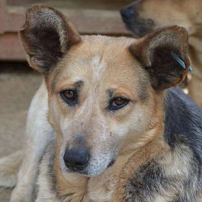 Tierschutzhunde suchen ein Zuhause-Beitrag-Bild
