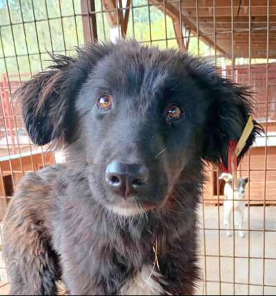 Tierschutzhunde suchen ein Zuhause-Beitrag-Bild