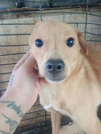 Tierschutzhunde suchen ein Zuhause-Beitrag-Bild