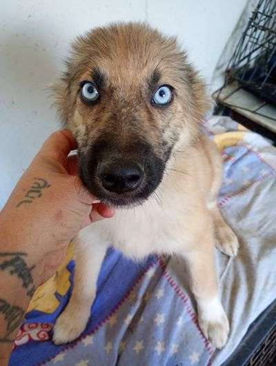 Tierschutzhunde suchen ein Zuhause-Beitrag-Bild