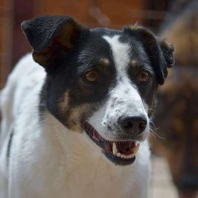 Tierschutzhunde suchen ein Zuhause-Beitrag-Bild