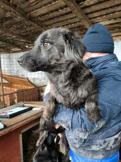 Tierschutzhunde suchen ein Zuhause-Beitrag-Bild