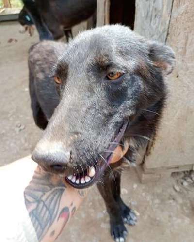 Tierschutzhunde suchen ein Zuhause-Beitrag-Bild