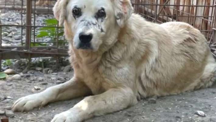Tierschutzhunde suchen ein Zuhause-Beitrag-Bild
