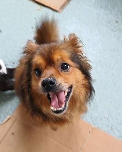 Tierschutzhunde suchen ein Zuhause-Beitrag-Bild