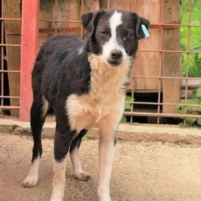 Tierschutzhunde suchen ein Zuhause-Beitrag-Bild